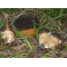 Мицелий Белого гриба темно-бронзового (Boletus aereus)